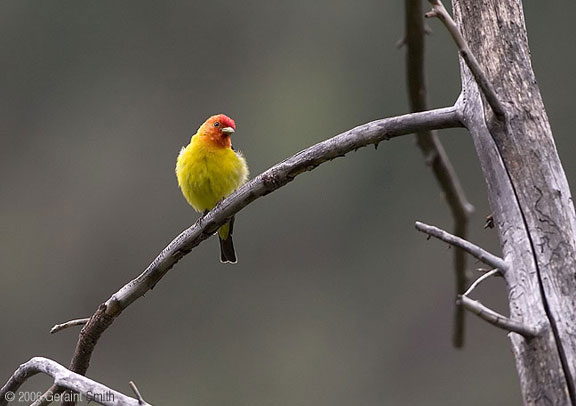 Western Tanager in Taos Ski Valley