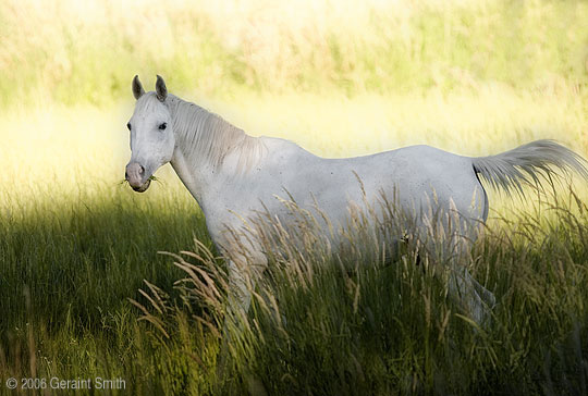 I saw this scene on last night's drive through the Ranchos valley, Taos, New Mexico