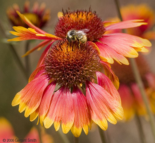 The slopes in the Taos Ski valley and the surrounding wilderness area are full of scenes like this.