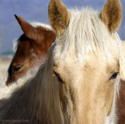 A beautiful blond in Llano de San Juan