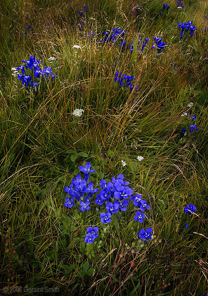 Wildflowers in La Junta Canyon northern New Mexico 