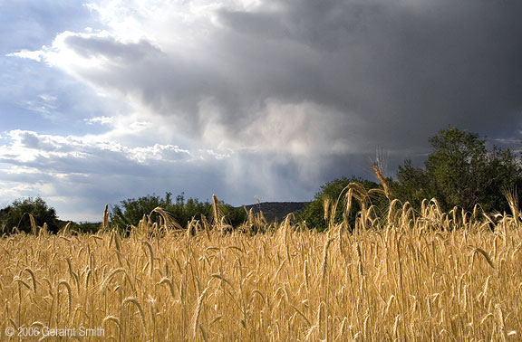 A field of rye and storm clouds on the high road to Taos, at Ojo Sarco near Las Trampas, New Mexico 