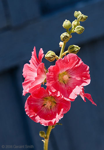 Hollyhocks are in abundance all over Taos