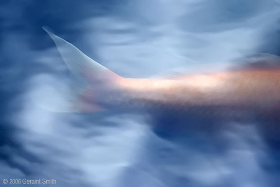 Koi and cloud reflections in the lily pond at Overland Ranch, Taos, NM