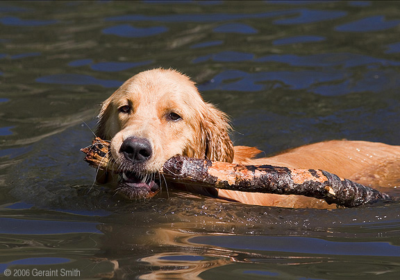 Ronan, doing what Golden Retrievers do best