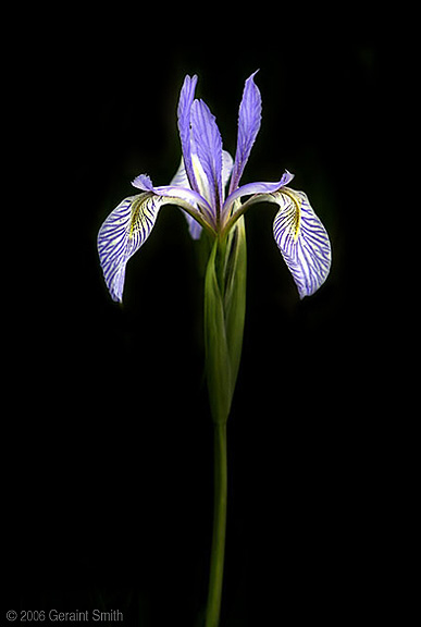 A wild Iris in a meadow near Angel Fire, NM