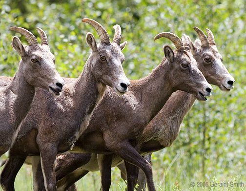 Wild life in the Great Sand Dunes National Park and Preserve, Colorado