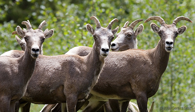 Wild life in the Great Sand Dunes National Park and Preserve, Colorado