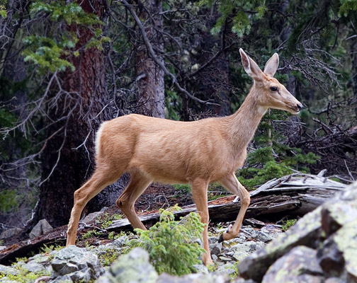 A doe in the woods near Williams Lake Taos NM