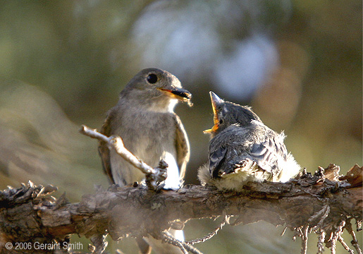 Birds on the Chama river at Abiquiu, New Mexico