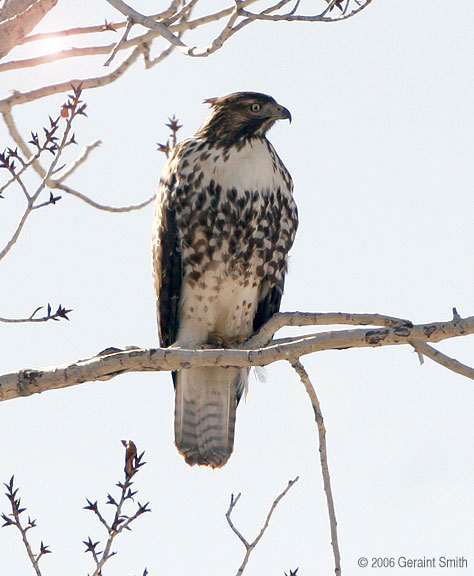 Hawk ... I believe is a juvenile red tailed