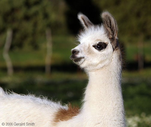 Llama, Arroyo Seco, New Mexico