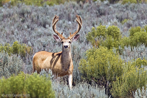 Wild life in the Great Sand Dunes National Park and Preserve, Colorado