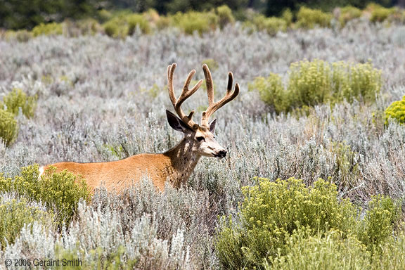 Wild life in the Great Sand Dunes National Park and Preserve, Colorado