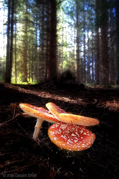 Amanita muscaria in the woods near Hopewell Lake