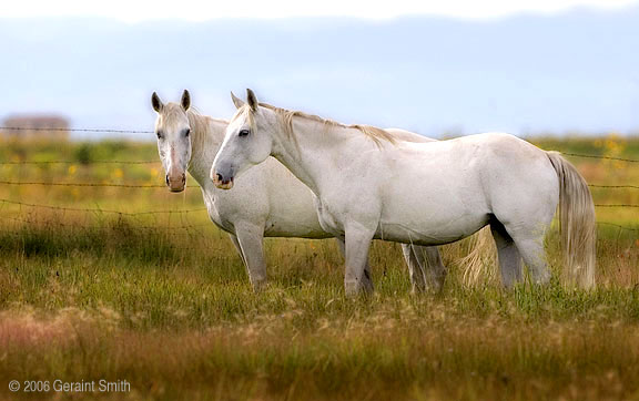 Horses in a field near Manassa, Colorado