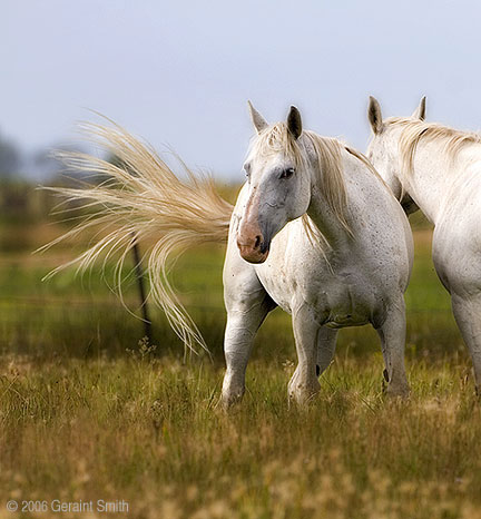Horses in a field near Manassa, Colorado