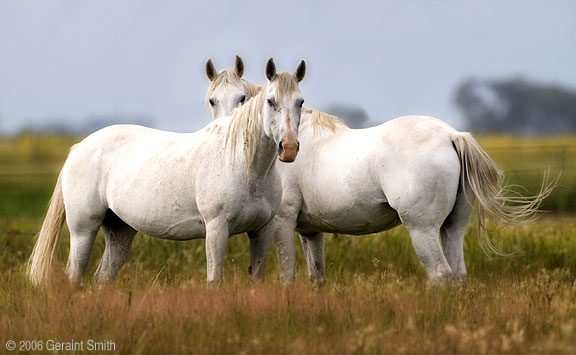 Horses in a field near Manassa, Colorado