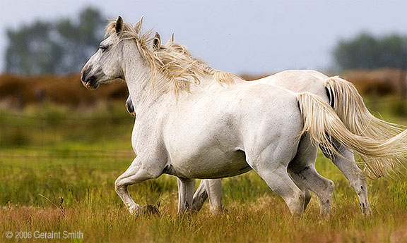 Horses in a field near Manassa, Colorado