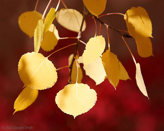 Aspen Leaves on Red