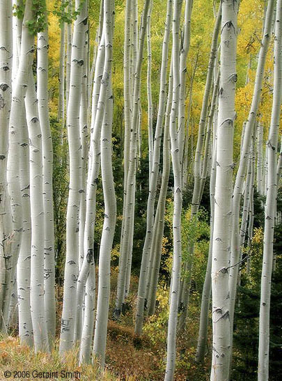 Through the aspens in Garcia Park, NM