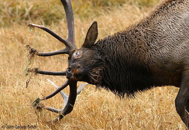 Elk in Yellowstone National Park, Wyoming