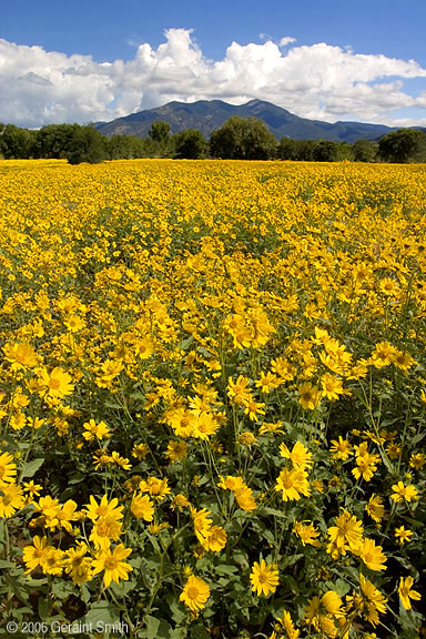 Fields of gold in Taos