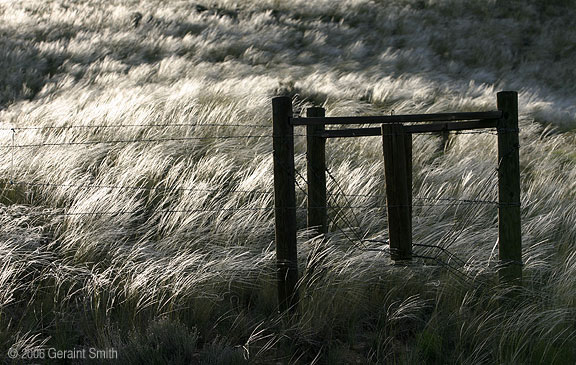 Hillside of silver grass