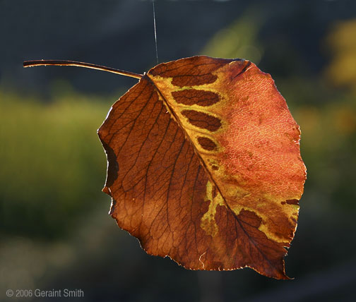 Leaf on a thread