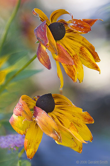 Wind Dance Black eyed susans in the wind at the Overland Sheepskin Ranch