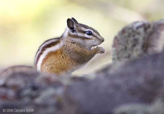 Chipmunk