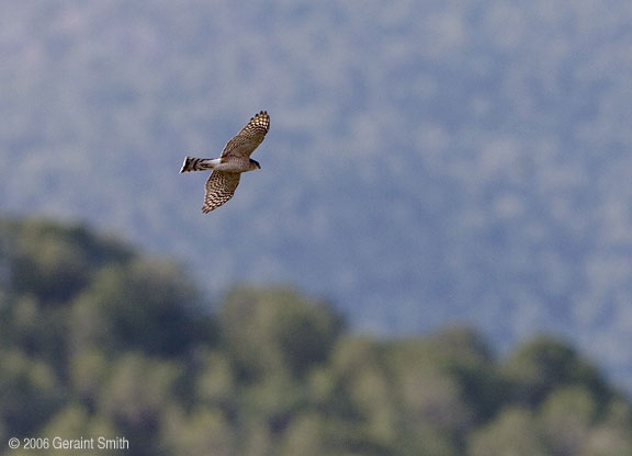 Coopers Hawk