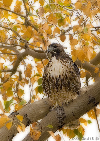 Redtailed Hawk