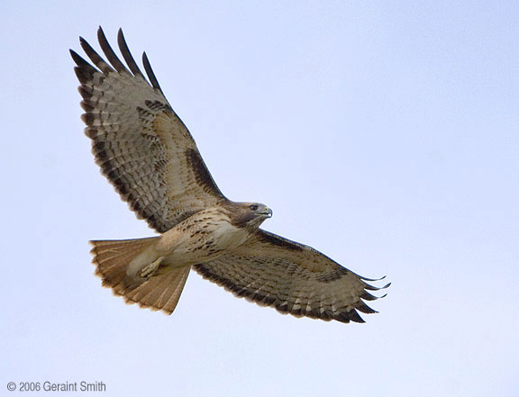 Redtailed Hawk