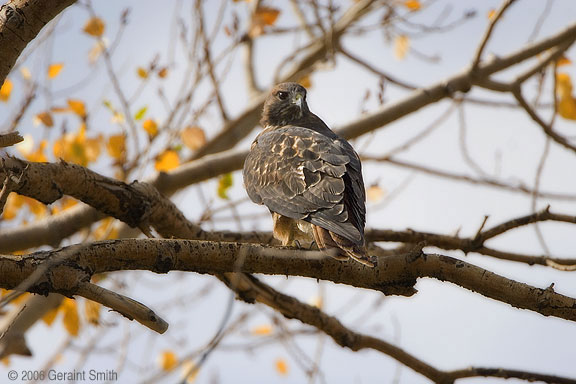 Redtailed Hawk