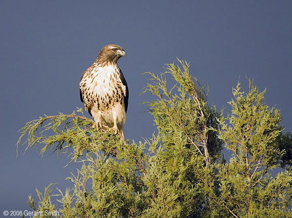 Redtailed Hawk