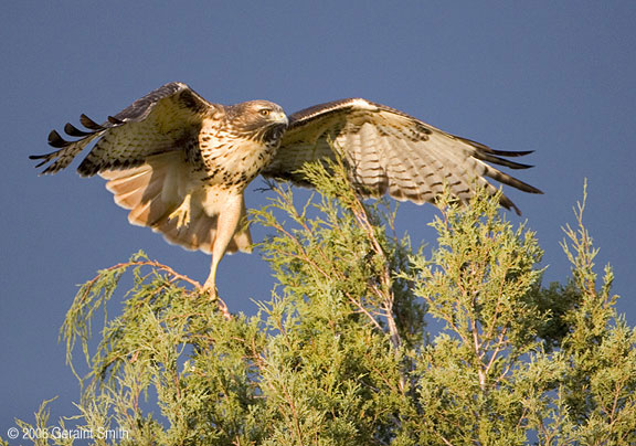 Redtailed Hawk