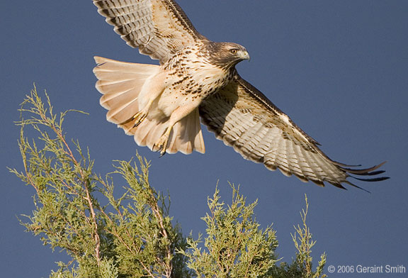 Redtailed Hawk