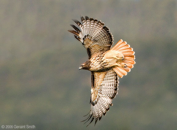 Redtailed Hawk