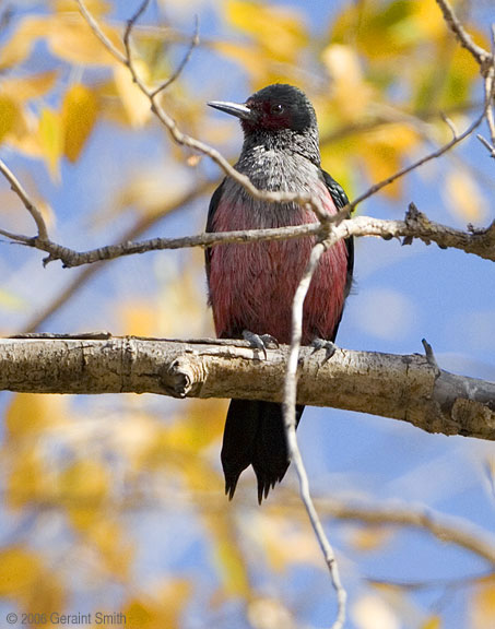 Lewis's Woodpecker Taos New Mexico