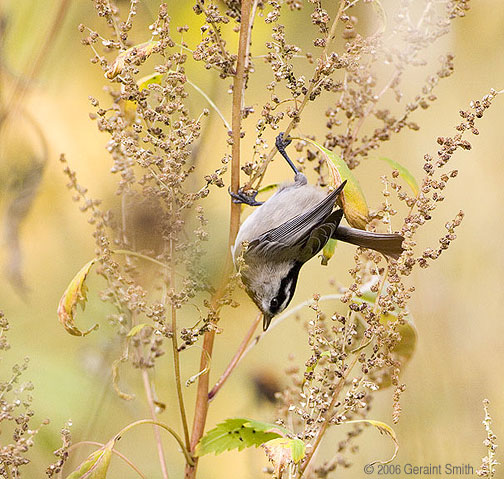 A mountain chickadee feeding on sunflower seeds in Taos canyon.