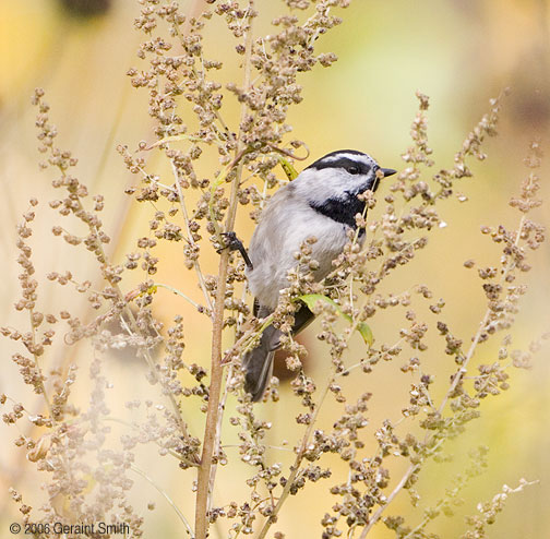 Mountain Chickadee