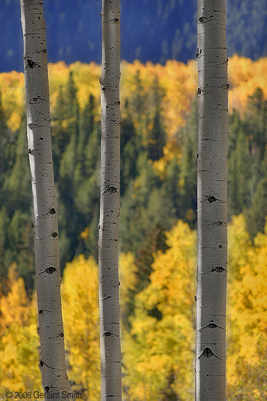 Three aspens, on the road to Bonanza, Colorado