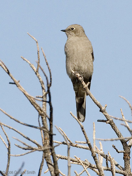 Townsend Solitaire