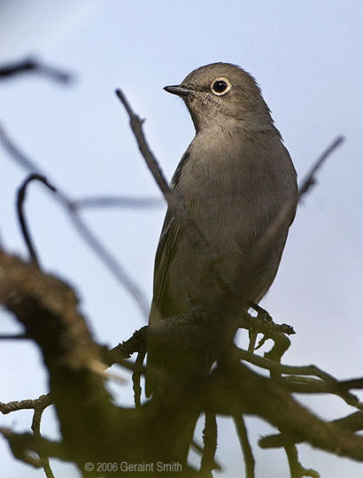 Townsend Solitaire