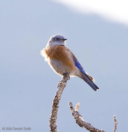 Western Bluebirds