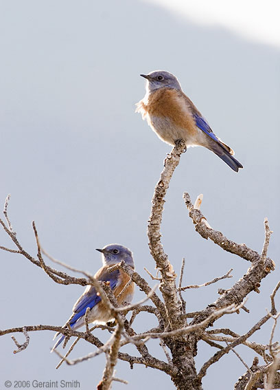 Western Bluebirds