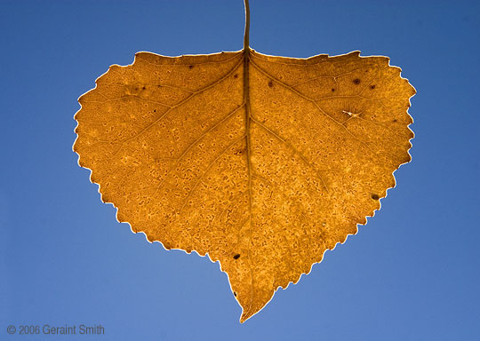 Cottonwood leaf