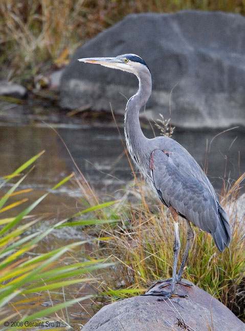 Great Blue Heron in the Orilla Verde on the Rio Grande, Taos New Mexico