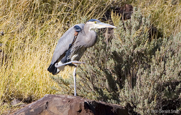 I went back to visit the Great Blue Heron in Orilla Verde and captured images of this beautiful display